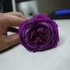 Kono Caixa de Joias/Névoa Azul Broto de Rosa de Salão Arbusto Flores de Jardim de Pátio Fragrantes Multissazonal