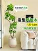 Planta Verde Grande para Sala de Estar con Forma de Pata de Pato, Planta en Maceta de Interior de Fácil Mantenimiento, Planta Verde Perenne de Pie para Oficina para Todas las Estaciones