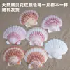 Conchas naturales de caracol marino Piezas de concha para manualidades Caja de joyería de concha de vieira hawaiana Pegatinas de pared Decoración de paisajismo para acuario