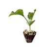 Muda de cabaça de torção manual em vaso, muda de cabaça pequena e média, plantio nas Quatro Estações, jardim de varanda, trepadeira, semente de cabaça