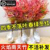 Dropshipping Flame Nandina Plantones en Maceta Sala de Estar Plantas Verdes Patio Exterior Plantas de Suelo Plántulas Grandes de Bambú