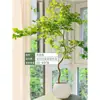 Mudas Pote Forma de Bordo de Primavera Dourada Fluida, Plantas Verdes, Plantas Grandes de Interior, Plantas de Varanda, Fácil de Manter e Viver em Todas as Estações, Sempre Verde