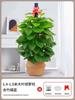 Alimentando Canasta Verde Planta En Maceta Interior Absorbiendo Formaldehído Planta Verde Buena Purificación de Aire Hoja Grande Rosa Verde Sala de Estar Oficina Columna Grande