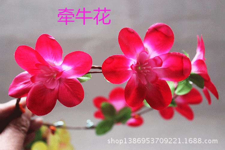 牵牛花4