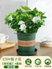 Planta de Jasmim em Vaso para Uso Interno, Repele Mosquitos, Elimina Odores, Sempre Verde para Todas as Estações, Fresca e Fragrante, Planta com Flores Atraentes para Mesa de Casa