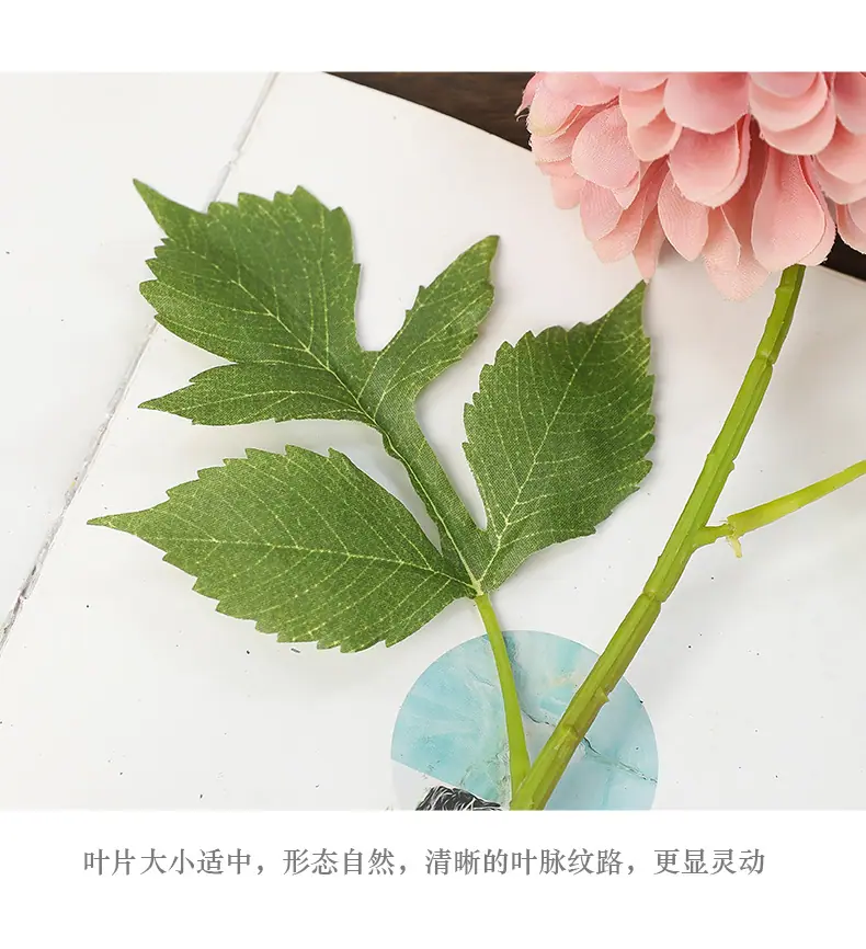 蒂娜单头美人菊_11.jpg