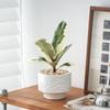 Foliagem Cômica Árvore da Borracha Planta de Interior Escritório Dormitório Planta Verde Fácil de Cuidar Folhas Coloridas Moderna Interessante Planta de Vaso para Mesa
