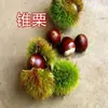 Uma muda de castanha para entrega, extra grande, plantada no norte e sul, Dahongpao, e frutificando no mesmo ano, plantada em Qianxi, castanheiras enxertadas
