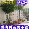 Materiales DIY para Jaula de Pájaros, Malla de Alambre, Villa Estilo Villa Autoensamblable para Loro, Nuevo Macetero, Accesorios de Red para Jaula de Pájaros