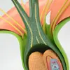 Flor de Gêmeos (Flor de Maçã) Estame da Flor Estrutura da Planta Estrutura Ampliada Modelo de Anatomia Display de Ensino Biológico