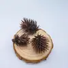 Fatias de Limão Decoração de Natal Acessórios Artesanais DIY Arranjo de Flores Ornamentos Decoração de Casa Pinhas Adereços de Fotografia Cascas de Frutas Secas