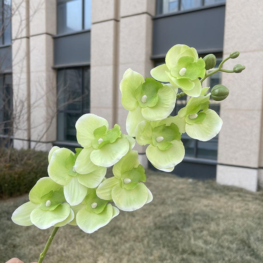 9头平价蝴蝶兰 绿色.JPG