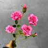 Fábrica Mayorista Rosas Pequeñas Flores Falsas Flores Artificiales Salón de Bodas Hotel Decoración del Hogar Flores de Exhibición Rosas