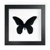Mariposa Real, Especie Preciosa de Verano, Mariposa Rara, Mariposa Pequeña de Cinta Verde, Adorno de Escritorio, Espécimen de Regalo, Pintura Decorativa, Espécimen de Mariposa