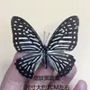 Venta Directa al Por Mayor de Fábrica de Especímenes Reales de Mariposas con Alas Extendidas, Diversos Insectos y Escarabajos, Accesorios para Fotos, Educación Científica, Especímenes Naturales