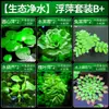 Plantas aquáticas lentilhas d'água, plantas de purificação tradicionais para aquário, esconderijo para tanque de tartaruga, jacinto d'água hidropônico, plantas aquáticas flutuantes para aquário