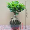 Bonsái de Ficus de Hojas Pequeñas Grande en forma de S de 8 caracteres Bonsái Bonsái Planta de Interior para Sala de Estar Semillero de Ficus Ginseng Pila Vieja Planta Verde