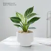 Platina Diamante Vaso Planta Verde Planta de Interior Mesa Fácil de Cuidar Jiboia Hidropônico Purificar Ar Sempre Verde Todas as Estações