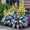 Suministro Transfronterizo Semillas de Flor de Hosta de Hoja de Color, Semillas de Flor de Hosta, Semillas de Flor en Maceta, Semillas de Flor de Grulla Blanca, Semillas de Flor de Hosta