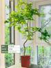 Estilo Dropshipping Arce Dorado Fluyendo Planta en Maceta para Sala de Estar Interior Planta Verde Grande, Árbol Real de Pie Jacaranda