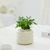 Repelente de Mosquitos Bambú y Ciprés Plantas Hidropónicas Sala de Estar Interior Fácil de Alimentar Plantas Verdes Plantas en Maceta Casa Nueva Uso Doméstico para Absorber Plantas de Formaldehído