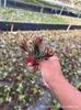 Piña de Aire Planta sin Tierra para Personas Mayores, Hierba de Aire Piña Planta Verde Creativa de Cuatro Estaciones Perenne Colgante de Interior