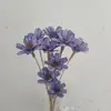 Sementes de Melão com Flores Secas de Yunnan, Flores Frescas Feitas à Mão, Flores Reais para Decoração de Casa, Adereços de Fotografia, Atacado