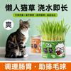 Hierba para Gatos Maceta Siembra Semilla de Trigo Tierra Cultivo Plántulas Hierba Gatuna Perezosa Gato Pequeño Eliminación de Bolas de Pelo Hierba Snacks Plantas de Maceta para Niños