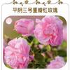 Agua de Rosas de Pétalos Dobles Rojas de Pingyin Agua Floral Tónico Facial Hidratante Humectante Agua de Brote Esencia de Flor de Rosa