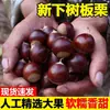 Castanhas cruas frescas, novidades sazonais, castanhas selvagens frescas e tenras, castanhas peludas, castanhas de fazenda, castanhas não cônicas, castanhas pequenas oleosas