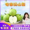 Seleção Premium Pera Crocante de Pele Verde Dangshan Anhui 1.5kg Pera Verde, Pera Cui Guan, Pera da Neve Crocante e Perfumada, Fruta Fresca
