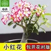 Planta en Maceta Rosa del Desierto con Doble Pétalo, Planta Verde Resistente a la Sequía, Fácil de Cuidar en Interiores o en el Balcón, Planta Suculenta Fácil de Mantener en Verano