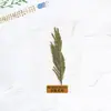 Planta Especimen Sellada Plásticamente Especimen de Planta Herramienta de Enseñanza para Niños de Jardín de Infancia Marcador de Flor Seca Tarjeta con Relieve de Hoja Real