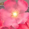 Flores de papel artificiais grandes e luminosas de flor de cerejeira rosa e flor de pessegueiro para decoração externa à prova d'água em locais cênicos, shoppings e arranjos de eventos