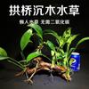 Musgo para Paisajismo de Acuarios Madera a la Deriva Plantas Acuáticas Naturales Reales Hierba Musgo Ficus de Madera Negativa Pecera Ecológica Árbol de Musgo
