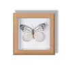 Especimen de Mariposa Real Pintura Decorativa Colgante Adorno de Mariposa Naranja Rosa Marco de Madera Maciza Regalo para Mejor Amigo Nicho Conmemorativo Artículo Creativo