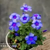 Planta con Flores Perennes, Bulbos de Semillas de Impatiens, Plantas con Flores para Jardines, Plantas de Maceta para Balcón al por Mayor, Entrega de una Pieza
