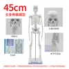45cm hueso natural corazón grande 28cm torso modelo de enseñanza de tres piezas ayudas educativas para niños se puede montar