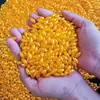 Paquete de materiales hechos a mano de espiga de arroz amarillo dorado, cuentas de grano de arroz, espiga de trigo, cuentas sueltas, accesorios, juego Lucky Rich sin botella