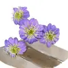 Flores de Clematis, Flores de Cordyceps, Flores Gesang de Cuatro Cabezas, Arte Floral con Gradiente de Dos Tonos, Decoraciones de Boda en el Jardín de Monet, 15 Colores Disponibles
