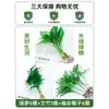 Plantas Hidropónicas en Maceta con Flores, Flores de Interior y Plantas Verdes, Plantas Acuáticas Fáciles de Cuidar en Todas las Estaciones, Rábano Verde, Espárragos Ricos, Arracacha, Palmera Roja y Blanca