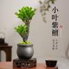 Bonsái de sándalo rojo de hojas pequeñas, pila antigua, elegante adorno zen para oficina, sala de estar, escritorio, árbol joven verde, plantas en maceta para todo el año.