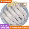 Venta al por mayor de fábrica Congelado Puro Océano Semilla Entera Congelado Fresco Pescado de Semilla Negra Congelado Fresco Pescado Tubo de Pluma Congelado Liebre de Mar Congelada Calamar Congelado