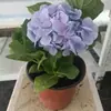 Jardim da Heidi Hortênsia Pipoca Thor Mãe do Mar Flores Plantas Vasos Mudas Balcão Pátio