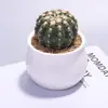 Planta en Maceta Pequeña de Cactus Premium para Interiores, Planta Suculenta, Wanzhongshan, Planta Verde Fácil de Cuidar para Escritorio de Oficina