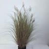 Simulación de cordyceps peludo, hierba de cebolla, fotografía de bodas, paisajismo de ventanas, decoración floral, plantas verdes artificiales suaves