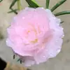 Plántulas de Girasol de Doble Pétalo en Maceta, Flores Grandes con Raíces y Capullos, Florecen en Todas las Estaciones, Plantas Fáciles de Cultivar para Interiores y Exteriores