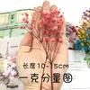 Pacote de Material DIY Flor Eterna 1g Gradiente Cabeça Grande Mosquitinho Estrela Milionária Buquê de Flores Secas Flor Eterna Flor Real