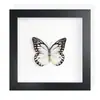 Mariposa Real, Especie Preciosa de Verano, Mariposa Rara, Mariposa Pequeña de Cinta Verde, Adorno de Escritorio, Espécimen de Regalo, Pintura Decorativa, Espécimen de Mariposa