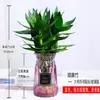 Planta hidropónica de bambú Guan Yin con raíces, planta verde decorativa, bambú de la suerte, planta verde, planta de interior en maceta, bambú de la fortuna con jarrón, fácil de cuidar
